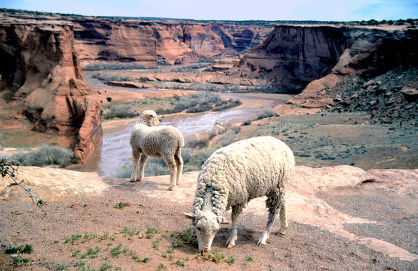 Canyon de Chelly and grazing sheep at the Navajo Indian reservation northern Arizona, USA