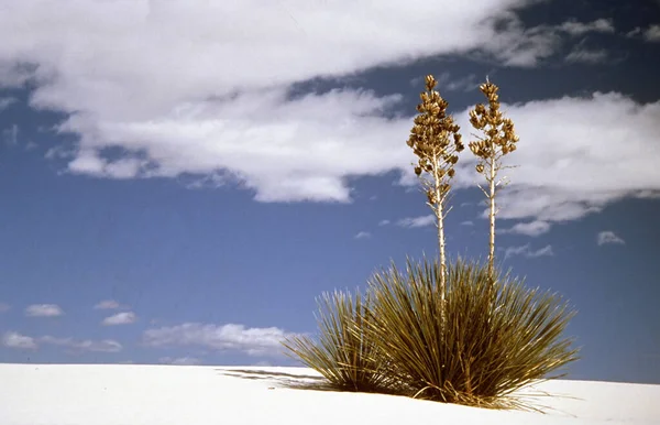 Yucca on rippled sand in White Sands National Monument, New Mexico, USA.