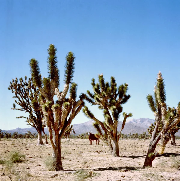 Josua Bäume Und Ein Ochse Joshua Tree Kalifornien Usa — Stockfoto