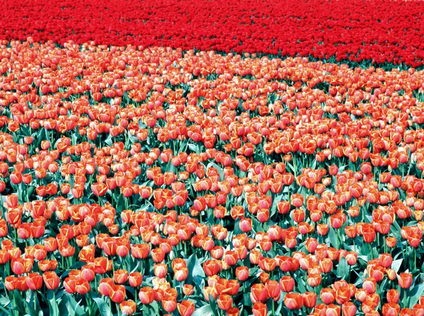 Tulip Field Only Red Flowers Lisse Netherlands Selective Focus — Stock Photo, Image