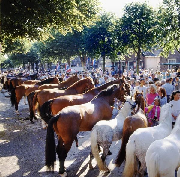 Voorschoten Holland Juli 2023 Pferde Auf Einem Holländischen Pferdemarkt Voorschoten — Stockfoto