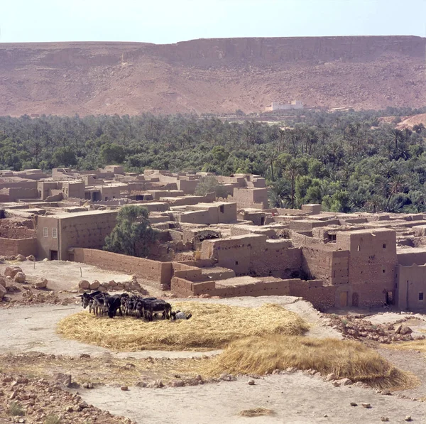 Antiguo Pueblo Agricultura Bereber Con Burros Las Montañas Marruecos —  Fotos de Stock