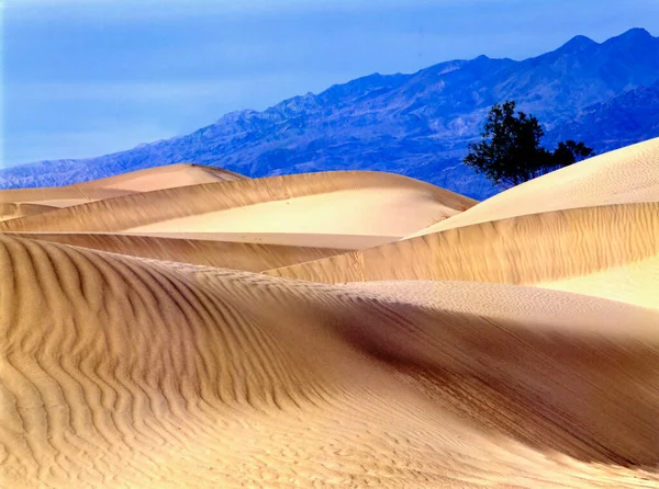 Blue Hour Mesquite Sand Dunes Death Valley National Park California — Stock Photo, Image