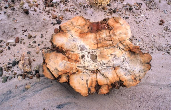 Petrified Wood Petrified Forest National Park Arizonie Skamieniała Kłoda Skrystalizowała — Zdjęcie stockowe