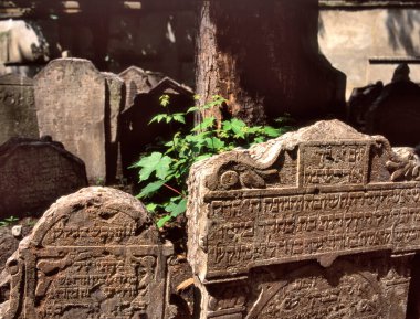 PRAG, CZECH REPUBLIC- Eylül 03.2023: ön mezarlar seçici odak. İbranice harflerle işlenmiş tek bir mezar taşı. Yüzlerce mezar taşı birbiri ardına yığılmış..
