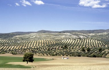 Güneydoğu İspanya, Avrupa 'da çiftlik evi ve zeytinlikleriyle dağlık kırsal alan
