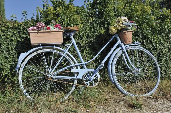 Old blue bike with basket full with flowers in a vineyard in the Provence, France