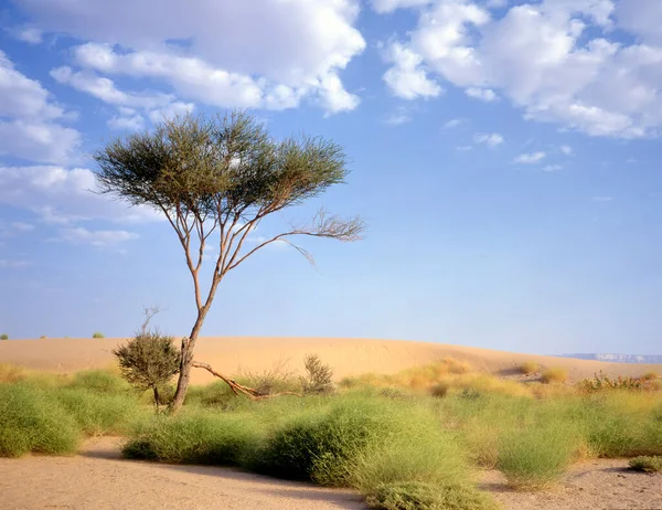 marib ve seyun, yemen Arap çölde bir vaha, ağaç