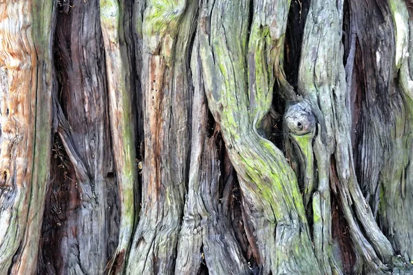 Arkaplan Olarak Kullanışlı Çeşitli Renklerde Boyanmış Bir Ağaç Gövdesinin Görüntüsünü Stok Fotoğraf