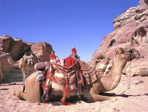 在河边的骆驼在约旦的朗姆酒沙漠与背景岩石 图库图片