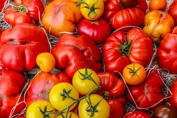 Frische Reife Rote Fleischtomaten Oder Französische Coeur Boeuf Tomaten Zusammen Stockbild