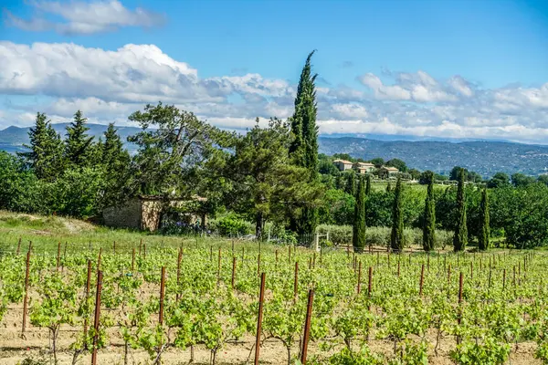 Wijngaarden Bij Maubec Vaucluse Provence Frankrijk Stockafbeelding