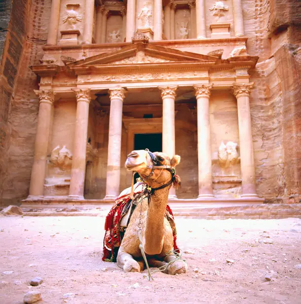 stock image Spectacular view of two beautiful camels in front of Al Khazneh (The Treasury) at Petra. Petra is a historical and archaeological city in southern Jordan. 