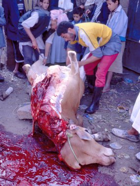 MARIB, YEMEN- 29 Nisan 2011: İki kabilenin şefleri barış yaptıktan sonra iki kabile barış için bir öküz kestiler.