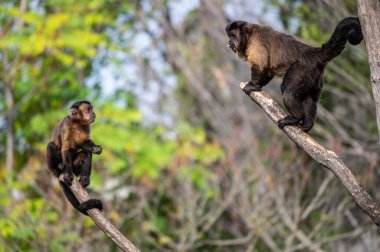 Bir dalın tepesinde birbirine bakan iki kapuçin maymun.
