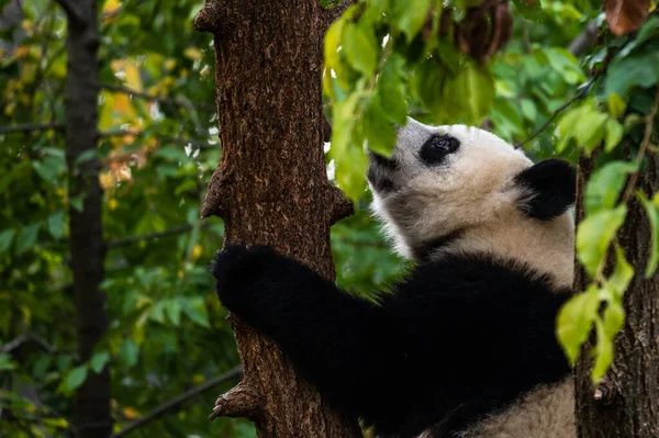 Dev bir panda ağaca tırmanıyor.
