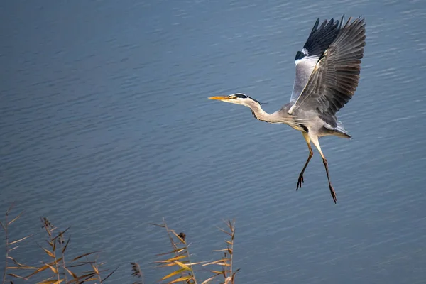 Bir kış günü Castrejon Barajı 'nda su üzerinde uçan gri balıkçıl (Ardea cinerea). Castrejon Reservoir ve Burujon Kanyonları Toledo yakınlarında yer almaktadır ve Avrupa Birliği 'nin Di adı altında özel koruma alanıdır.
