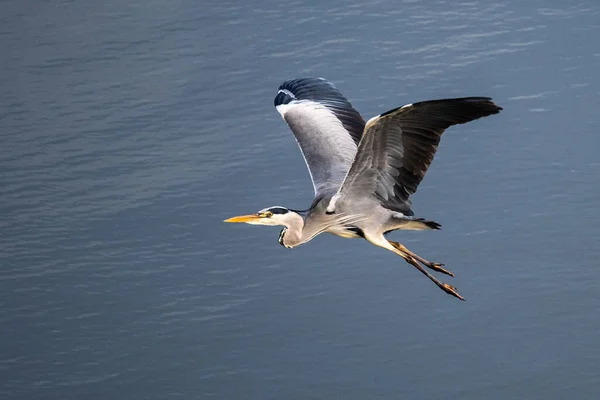Bir kış günü Castrejon Barajı 'nda su üzerinde uçan gri balıkçıl (Ardea cinerea). Castrejon Reservoir ve Burujon Kanyonları Toledo yakınlarında yer almaktadır ve Avrupa Birliği 'nin Di adı altında özel koruma alanıdır.
