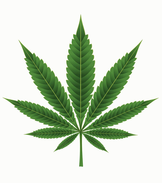 Зеленая конопля, марихуана, марихуана, трава, листья конопли