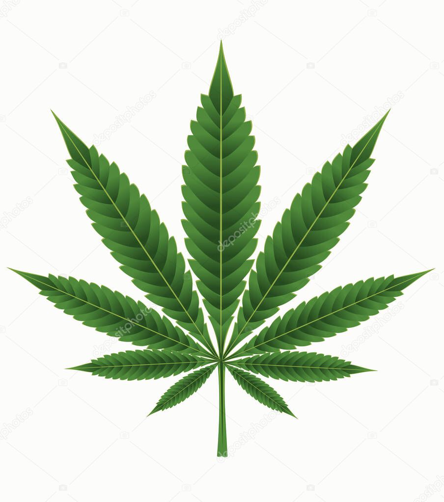 Green Cannabis, Marijuana, Marihuana, Weed, Hemp leaf