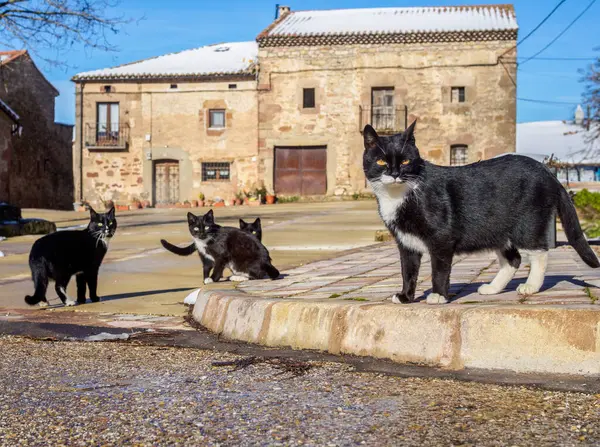 Black cats gang in a a Main square of an European rural village.