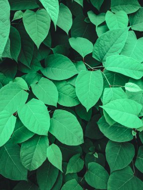 Japon Knotweed 'in (Fallopia japonica) yemyeşil yapraklarının doğal ve canlı bir arka planı).