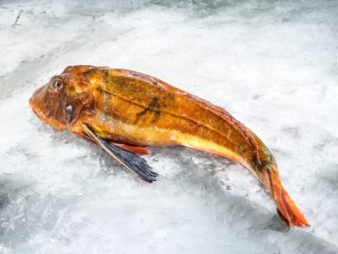 Taze yakalanmış bir Çizgili Gurnard (Trigla lineata) buzun üzerinde sergilenerek, sıklıkla Akdeniz mutfağında kullanılan canlı turuncu cildini ve tazeliğini sergilemektedir..
