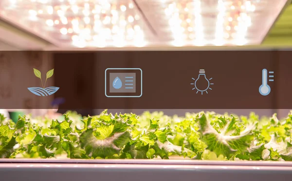 Sistema Hidropónico Vegetal Crecer Con Iluminación Led Artificial Jardinería Vertical — Foto de Stock
