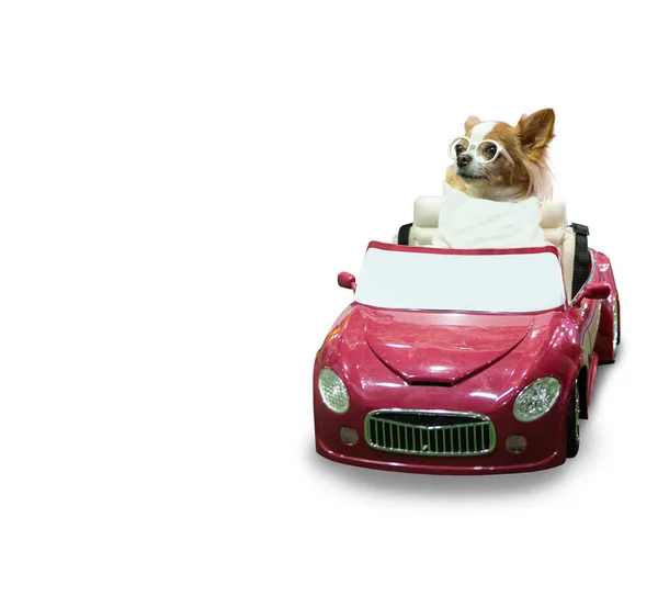 Cute Dog Jazdy Czerwony Samochód Białym Tle — Zdjęcie stockowe