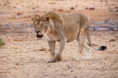 Etosha Milli Parkı 'nda dişi aslan.