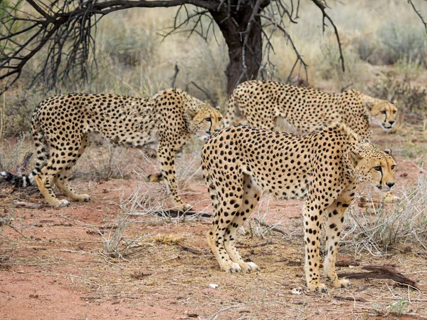 Lwica Parku Narodowym Etosha — Zdjęcie stockowe