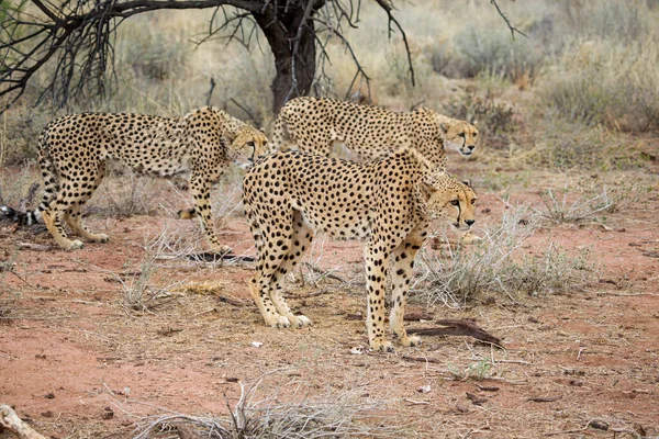 Lwica Parku Narodowym Etosha — Zdjęcie stockowe