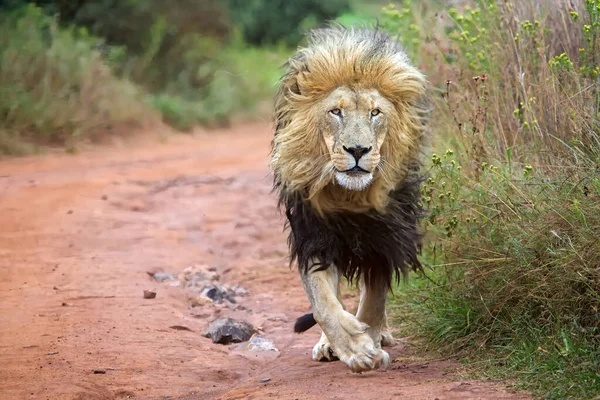 Leeuwin Het Etosha Nationaal Park — Stockfoto