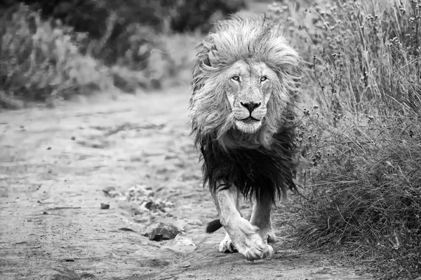 埃托沙国家公园的女狮子座 — 图库照片