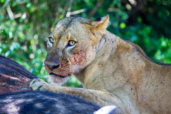 Nakurun Kansallispuiston Naarasleijona Kenia — kuvapankkivalokuva