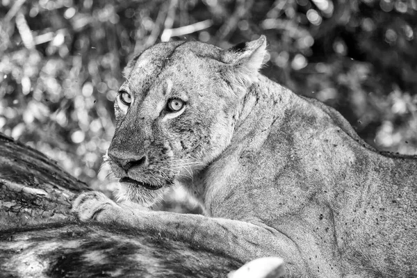 Львица Национальном Парке Накуру Кения — стоковое фото