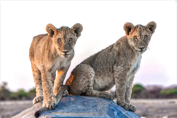 Lionne Dans Parc National Etosha — Photo