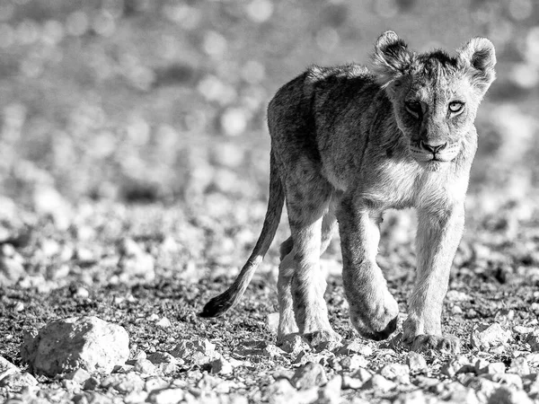Lví Mládě Národním Parku Etosha — Stock fotografie