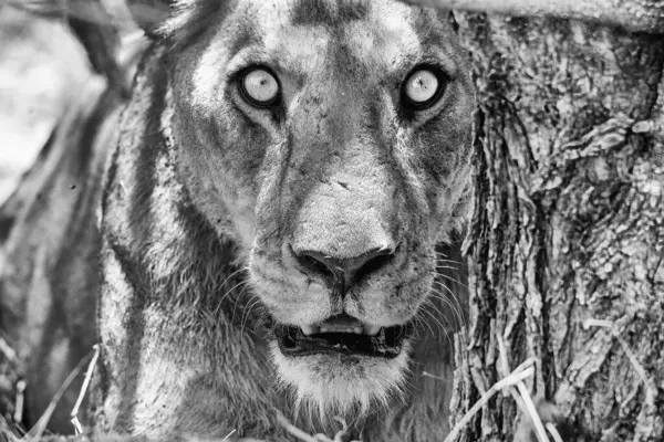 Leão Parque Nacional Etosha — Fotografia de Stock