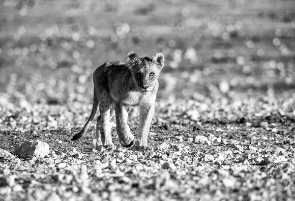 Lion Ourson Parc National Etosha — Photo