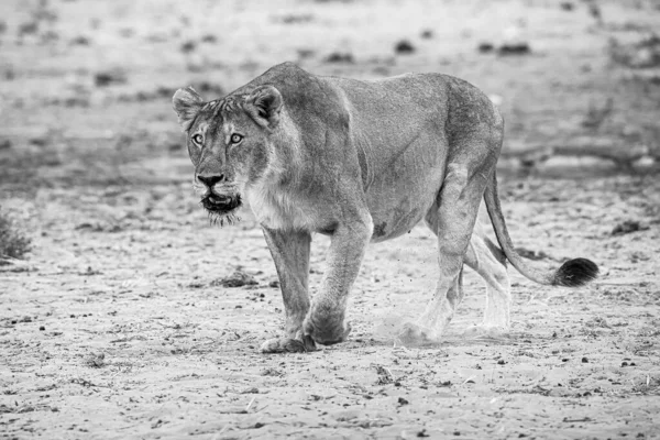 Lioness Etosha National Park — Stock Photo, Image
