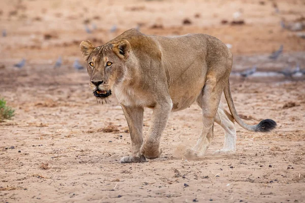 Leeuwin Het Etosha Nationaal Park — Stockfoto