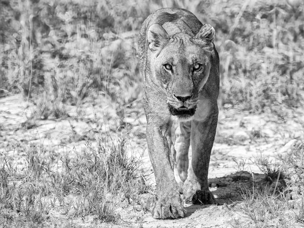 Львица Национальном Парке Этоша — стоковое фото
