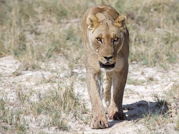 Lionne Dans Parc National Etosha — Photo