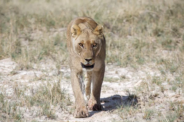 Lioness Στο Εθνικό Πάρκο Etosha — Φωτογραφία Αρχείου