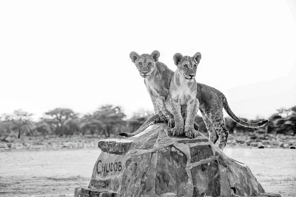 Twee Leeuwenwelpen Het Etosha National Park — Stockfoto