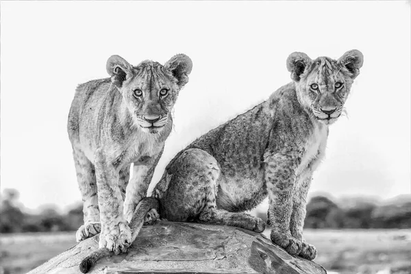 Dois Filhotes Leões Parque Nacional Etosha — Fotografia de Stock