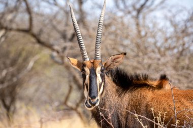 Kruger Ulusal Parkı 'nda samur antilop