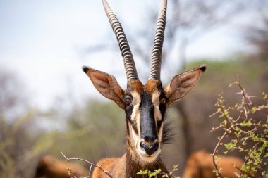 Kruger Ulusal Parkı 'nda samur antilop