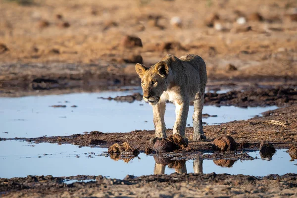 Leeuwenwelpen Het Nationale Park Van Namibië — Stockfoto